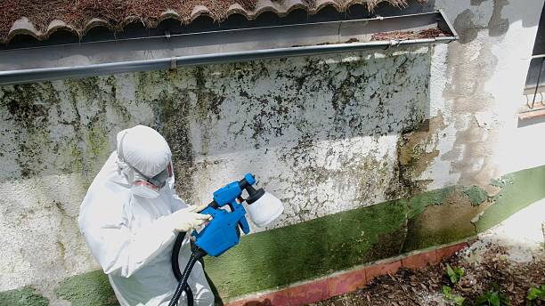 Mold Removal service in Cypress